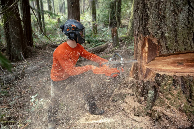 Máy cưa xích Husqvarna 585 - Ảnh 8